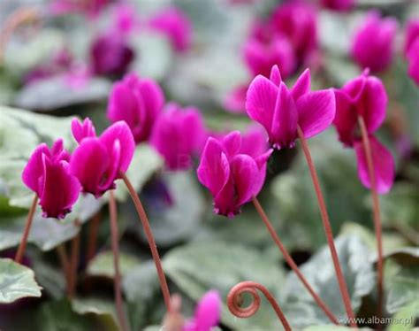 Cyklamen Bluszczolistny Rubrum Cyclamen Hederifolium Albamar