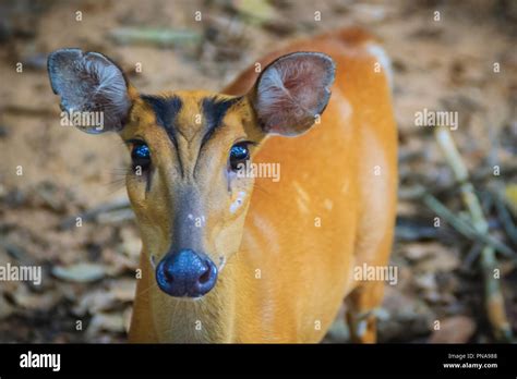 A Cute Indian Muntjac Muntiacus Muntjak Also Called Red Muntjac And