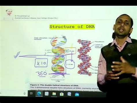 Various Forms Of DNA A B Z DNA YouTube