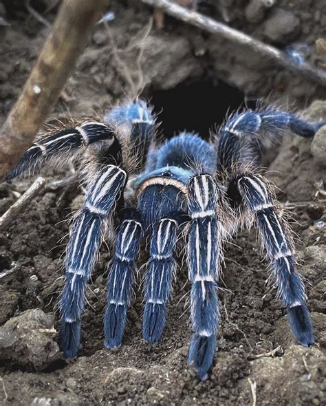 Costa Rican Striped knee Tarantula from Léon Département de Leon NI