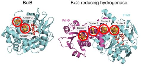 Different Localization Of The Fes Cluster Cyanobacterial Bcib And