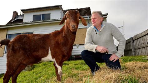 Frankston Locals Encouraged To Visit Lonely Goat Victor Herald Sun