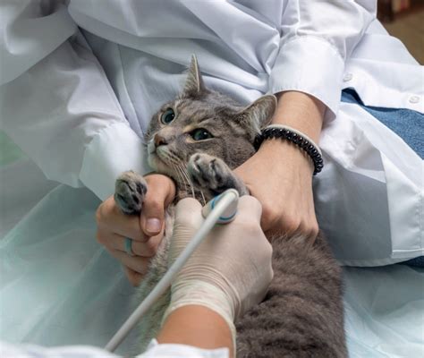 Pancreatite Nel Gatto Quali Sono I Sintomi E Come Si Cura