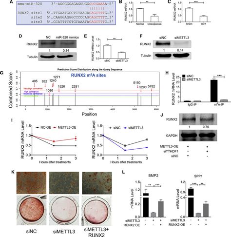 Runx2 As A Target Gene Of Mir 320 And A Mediator Of The Osteogenic