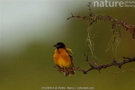 Stock Photo Of Black Headed Weaver Ploceus Melanocephalus Male With