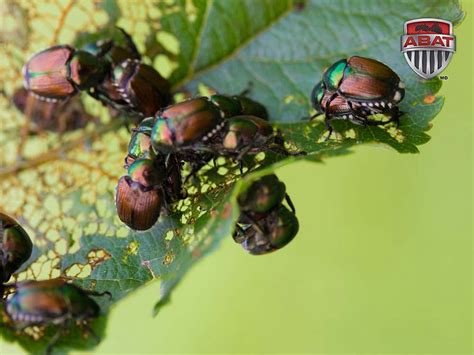 Scarab E Japonais Comment Se D Barrasser De Cet Envahisseur Dans Le