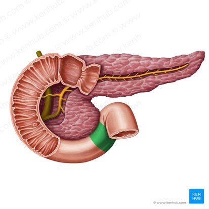 Duodeno Anatomía histología composición y funciones Kenhub