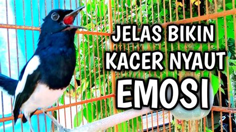 Jelas Bikin Kacer Nyaut Emosi Gacor Dan Konslet PANCINGAN KACER