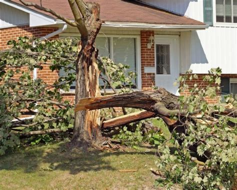 Yard Clean Up Excellent Tips On How To Clean Your Yard After A Storm