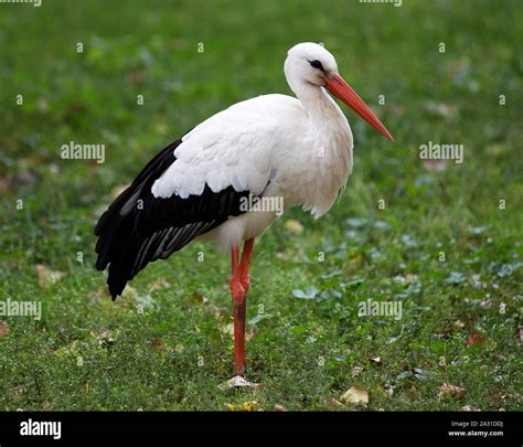 Beautiful Stork On Green Grass Stock Photo Alamy