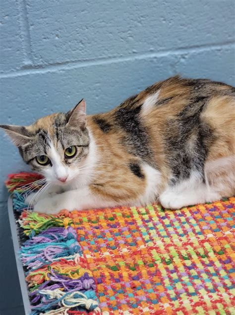 Gaston, South Carolina: Recent Obituaries and Notices 9