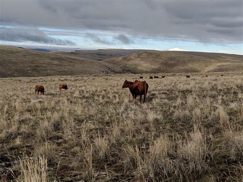 The Roaring Springs Ranch About