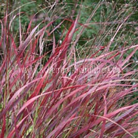 Panicum Virgatum Shenandoah Purpur Rutenhirse Rosen Online Kaufen