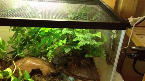 Updated Eastern Tiger Salamander Tank Setup Youtube