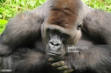 92 Gorilla Muscle Stock Photos High Res Pictures And Images Getty