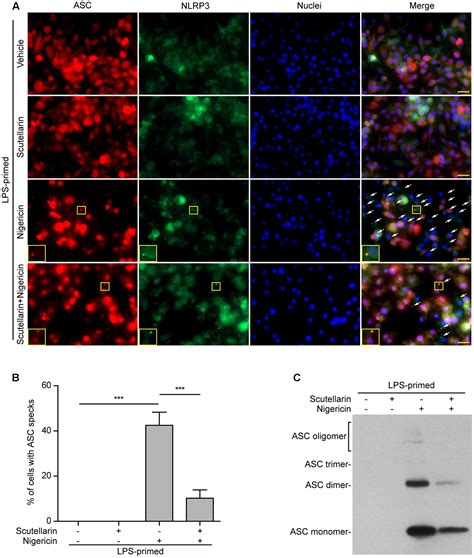 Frontiers Scutellarin Suppresses Nlrp3 Inflammasome Activation In