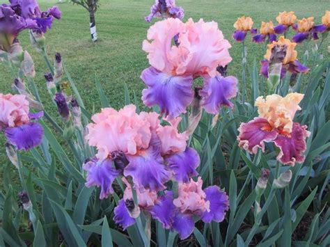 Photo Of Tall Bearded Iris Iris Florentine Silk Uploaded By Tveguy3