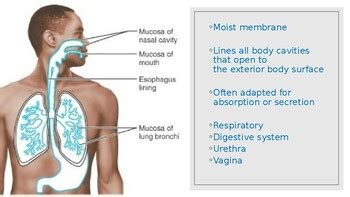 Body Membranes Anatomy and Physiology by Nerdmaste | TPT