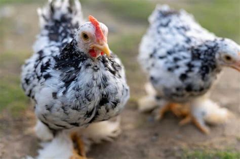 Pekin Bantam Chickens: Meet These Friendly, Showy Birds