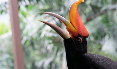 Rhinoceros hornbill facts, distribution & population | BioDB