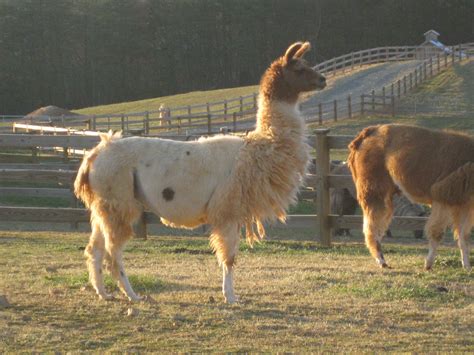 Our Llamas — Divine Llama Vineyards And Farm