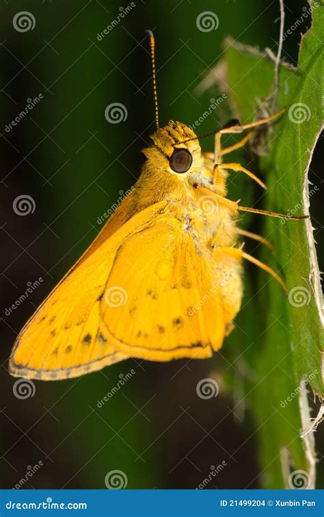 Skipper butterfly stock photo. Image of background, sylvanus - 21499204