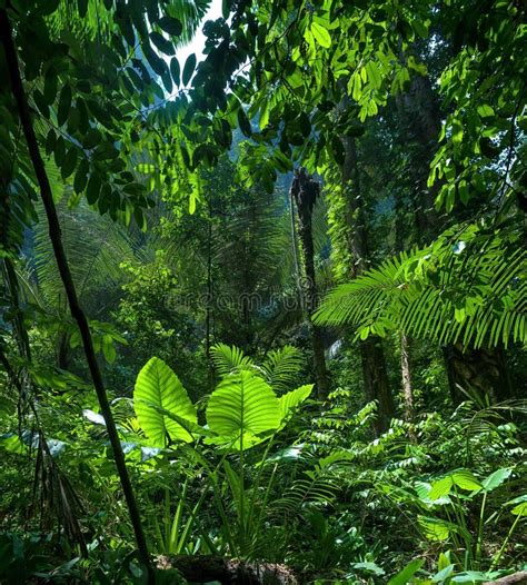 Fondo De La Aventura Selva Verde Imagen De Archivo Imagen De Color