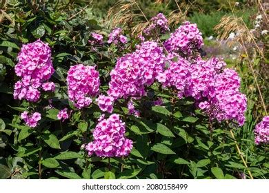 Phlox Paniculata Eva Cullum Summer Autumn Stock Photo 2080158499