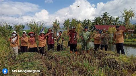 Panen Perdana Padi Demplot Tanilink