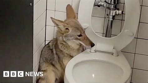 Watch Coyote Strays Into California School Toilets Bbc News