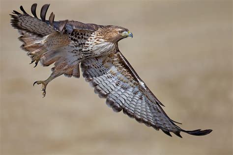 red tailed hawk photograph  mallardg fine art america