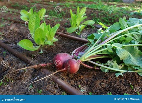 Vegetable Garden - Radish and Lettuce Stock Photo - Image of plant ...