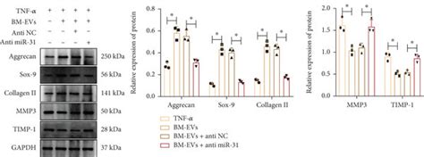 MiR 31 In HBMSC EVs Augments NPC Proliferation And Inhibits Cell