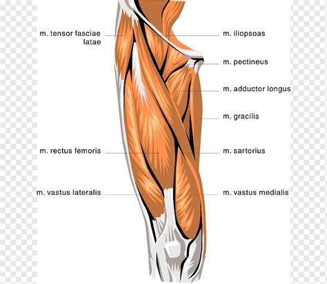 Quad Muscles Anatomy