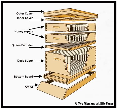 The Insides Of A Beehive And How They Fit Together Rcoolguides