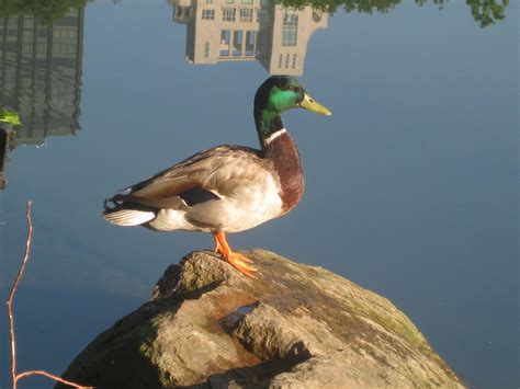 Duck on a Rock | Photo contest, Duck, Photo