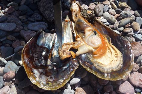 Harvesting Callos Pen Shells On The Tiburon Island Gulf Of California