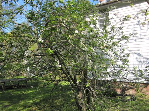 In the Country: apple blossoms