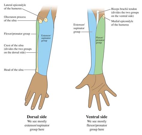 The Dorsal Forearm Part Compartment Search Human Anatomy For