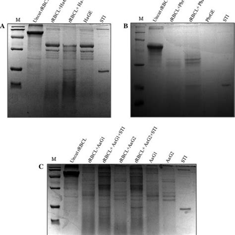 Twelve Percent Sds Page Gel Showing Proteolytic Digestion Of Rrbclp Pb