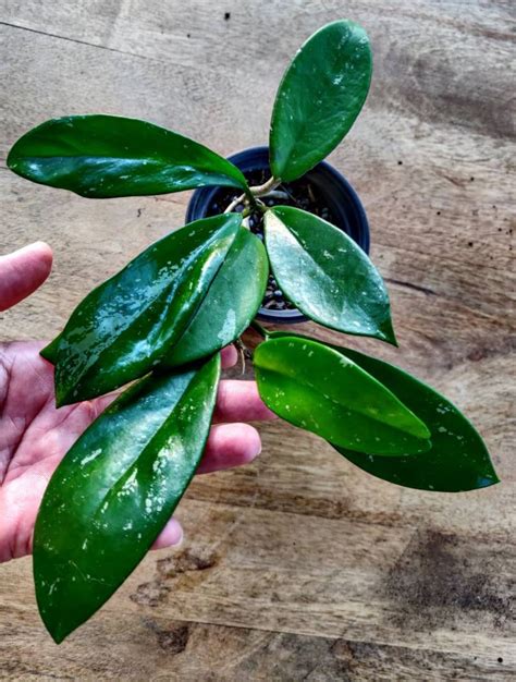 Large Plant Hoya Pubicalyx Red Buttons Etsy