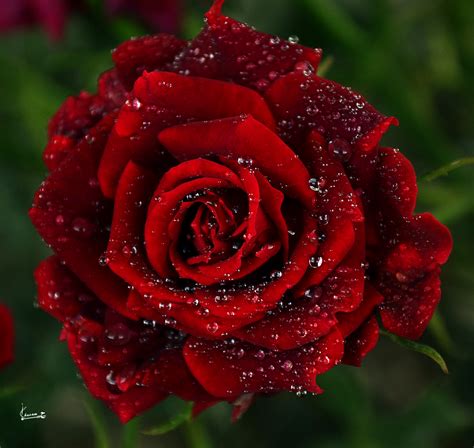 Red Rose Wallpaper For Pc