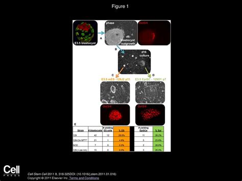 Isolation Of Epiblast Stem Cells From Preimplantation Mouse Embryos