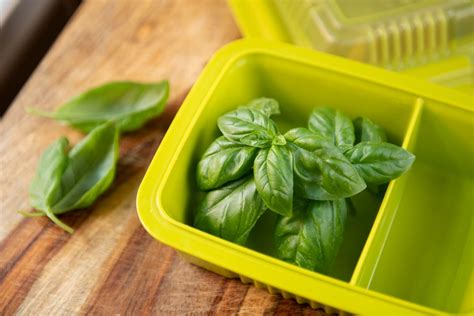 5 Tips For Growing Basil In Pots