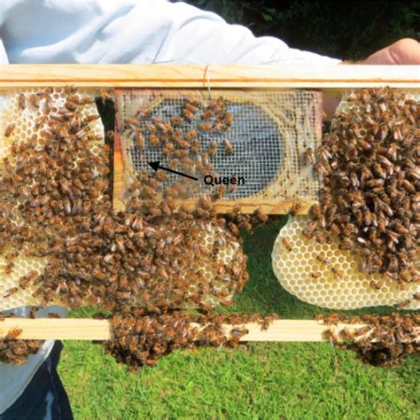 Pdf Brood Removal Or Queen Caging Combined With Oxalic Acid Treatment To Control Varroa Mites