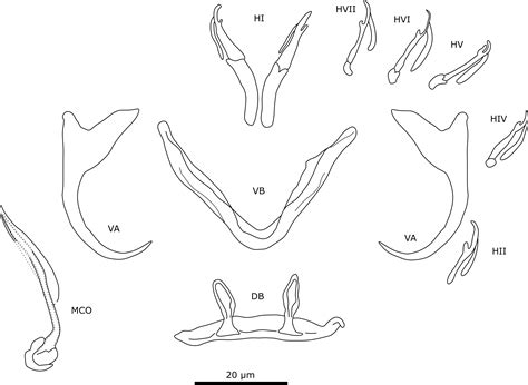 All Quiet On The Western Front The Evolutionary History Of Monogeneans