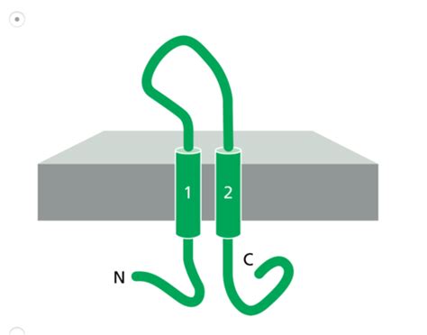 CHapter 15 Intracellular Compartments And Protein Transport Post