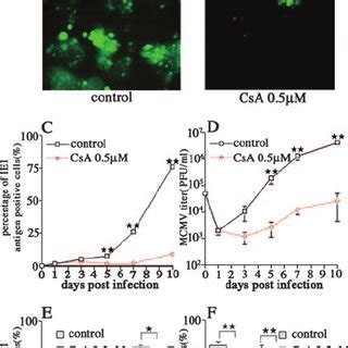 Suppression Of Mcmv Replication By Cs In Nspc Cultures A And B