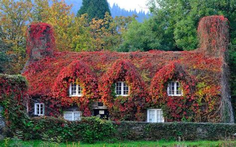 Vine Covered Cottage In Llanrwst North Wales Virginia Creeper Pool