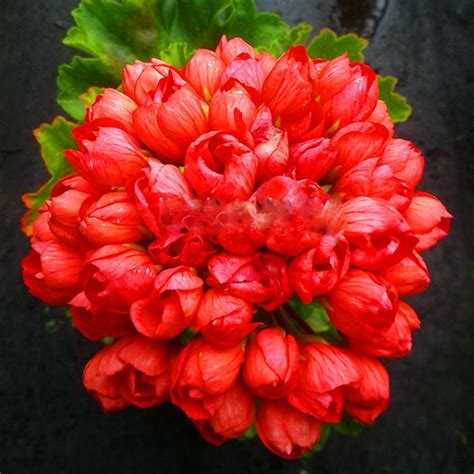 Geranium Bonsai Appleblossom Rosebud Pelargonium Perennial Flower Hardy